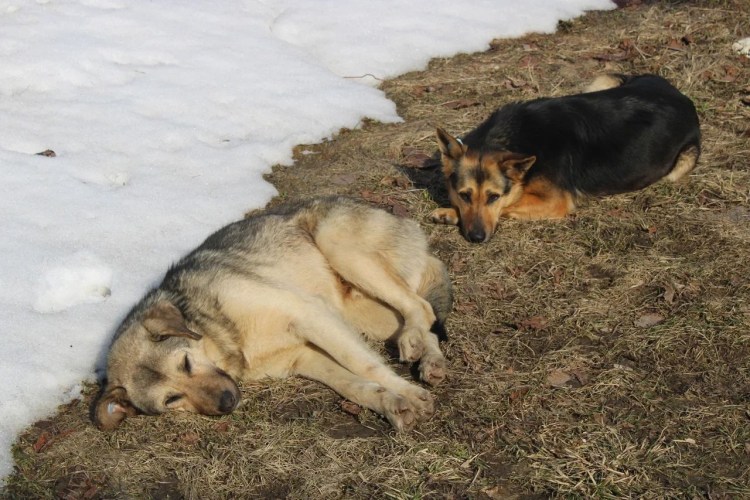 Отлов бездомных животных