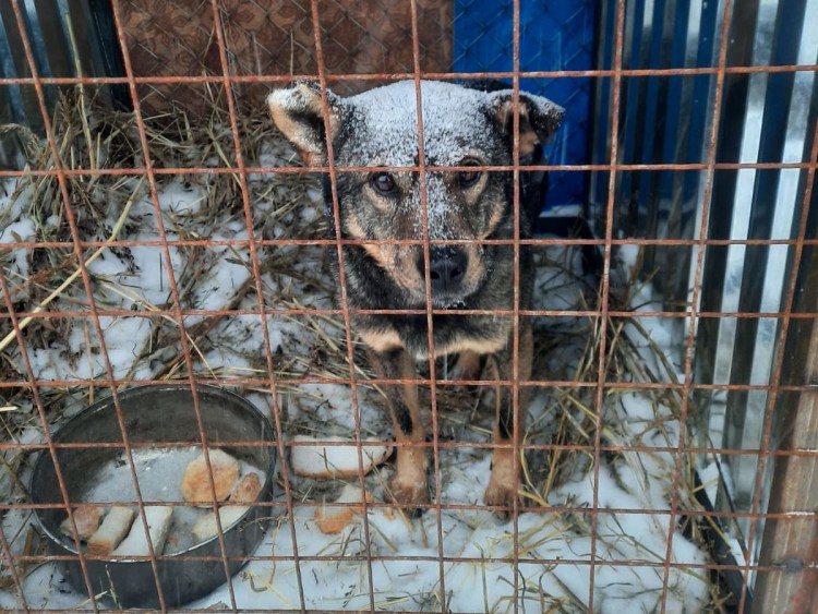 Отлов собак Улан-Удэ номер