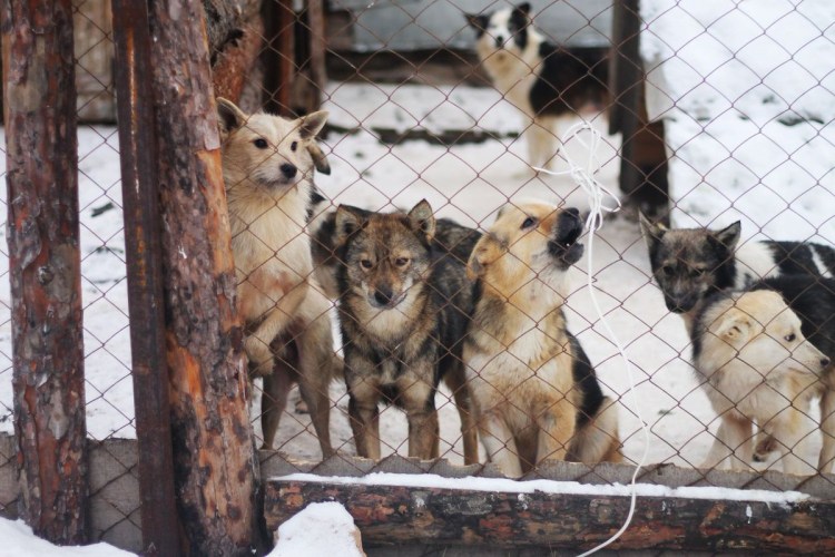 Елизовский район Камчатского края приют для животных