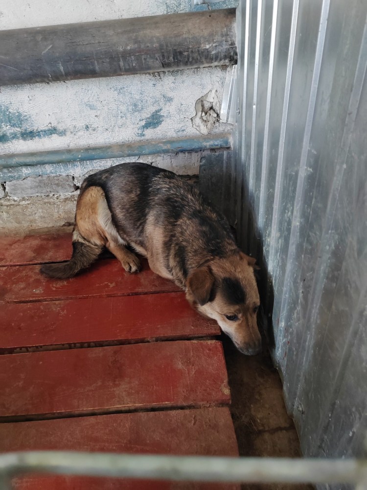 Приют для животных счастливый берег в Липецке