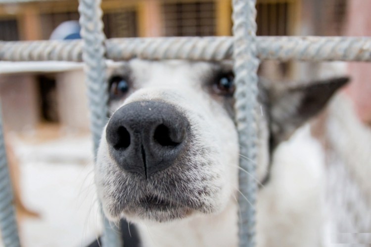 Отлов безнадзорных собак