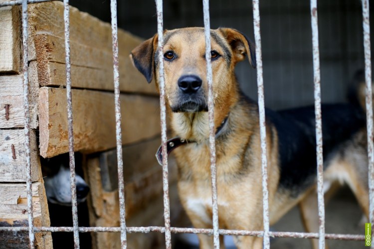 Бездомные собаки в Екатеринбурге