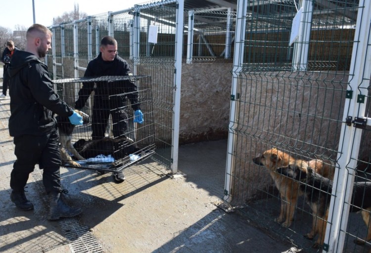 Приют для собак в Брянске