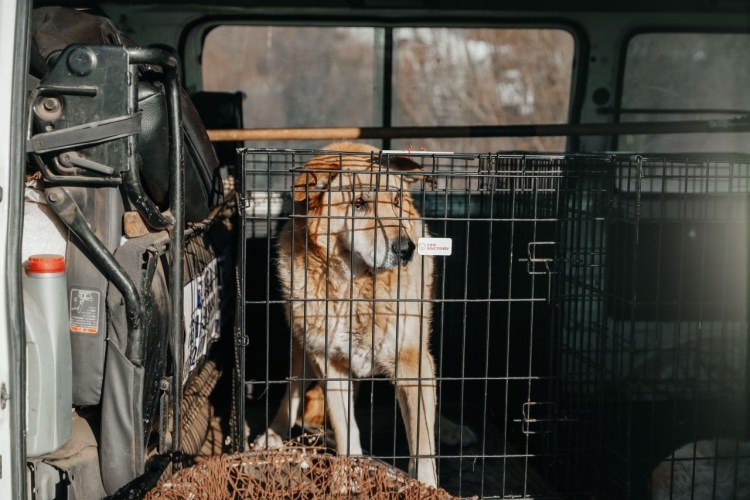 Отлов безнадзорных животных