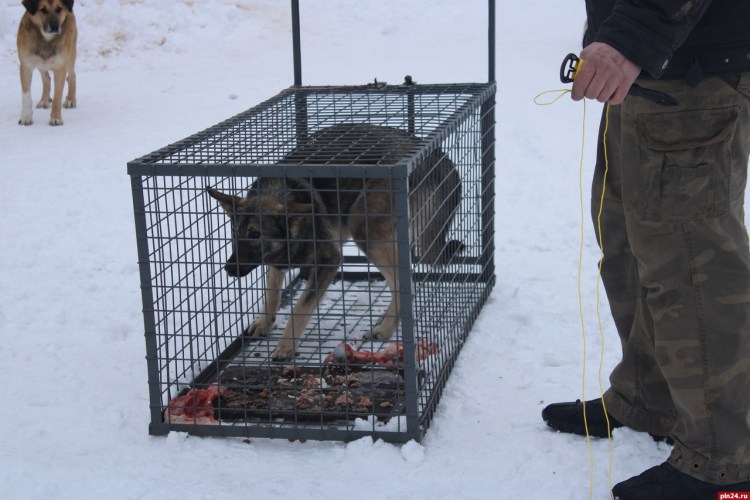 Анна Вайман зоозащита Екатеринбург