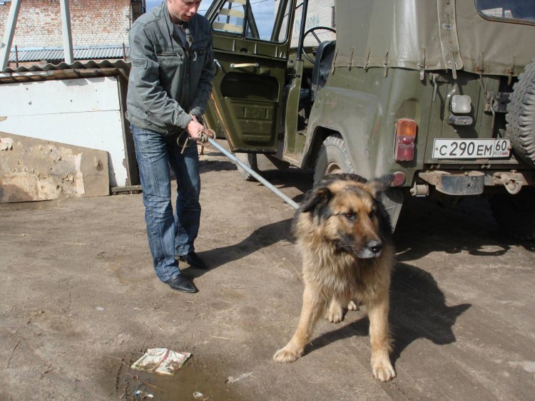 Жестокое обращение с животными