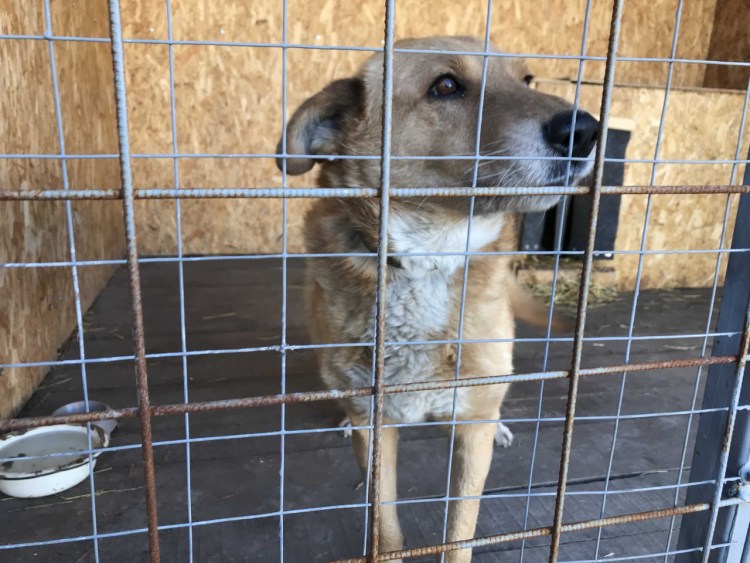 Оборудование для отлова бродячих собак