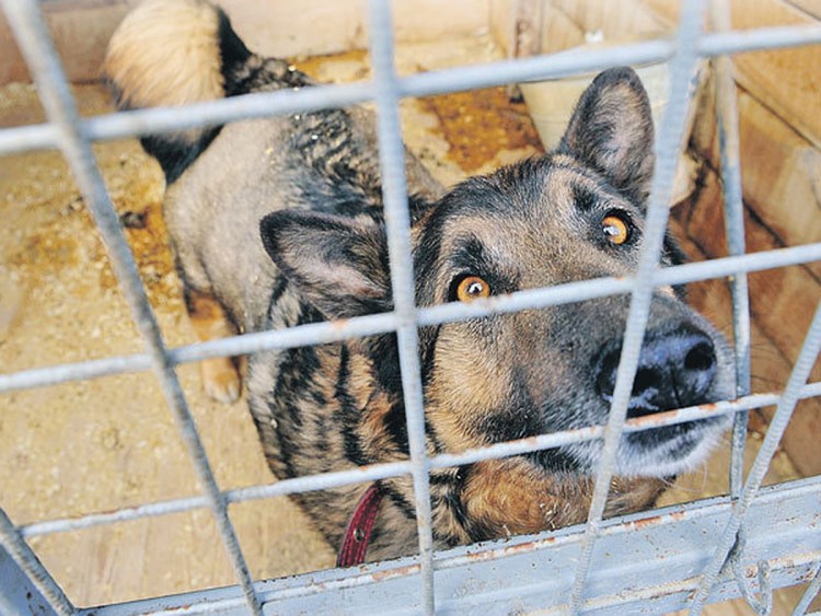 Отлов и уничтожение бездомных животных