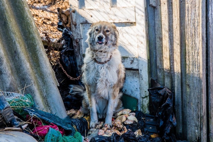 Отлов бродячих животных