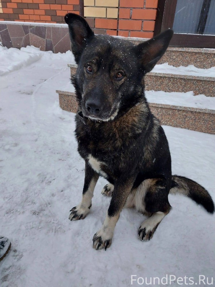 Приют для собак Лобазовка Курск