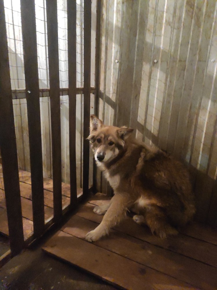 Отлов безнадзорных животных