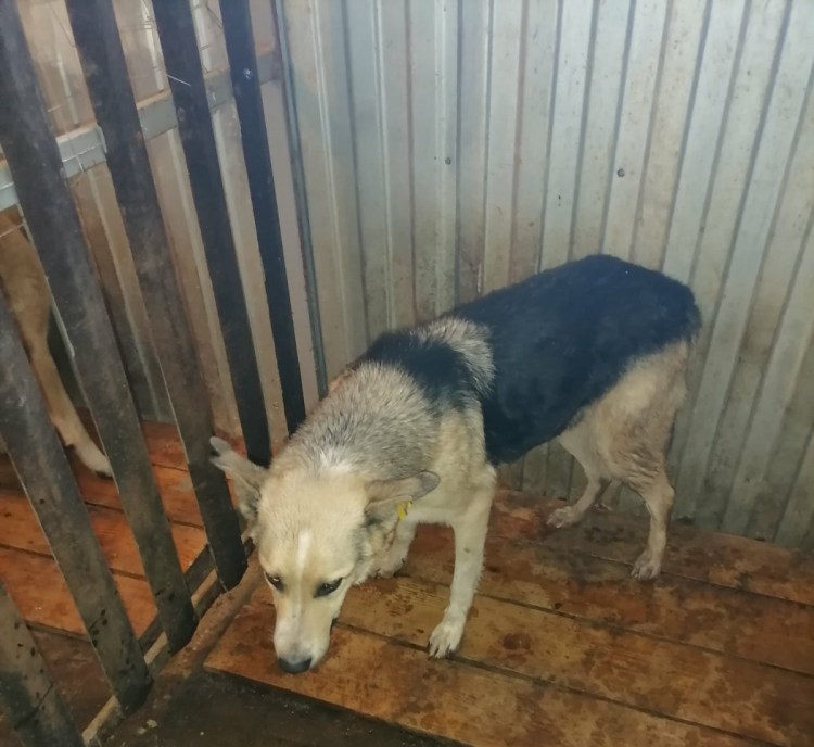 Отлов стерилизация вакцинация