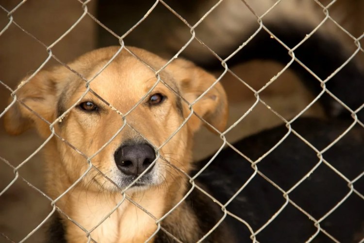 Отлов собак верный друг город Томск