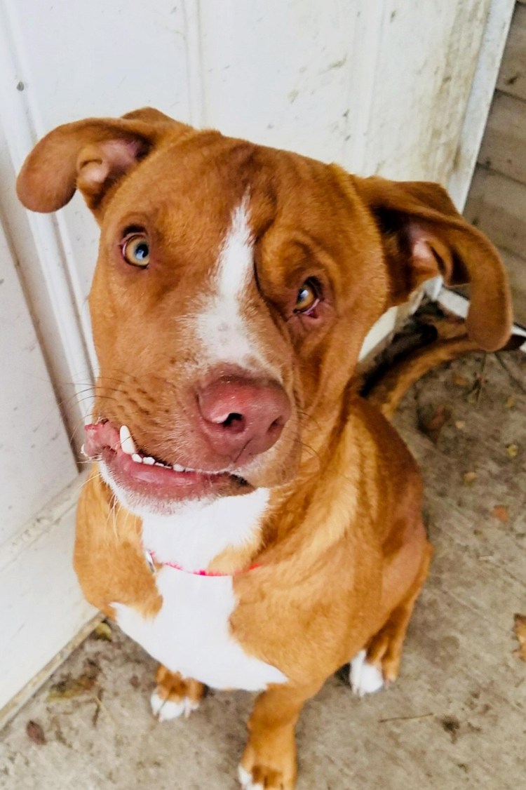 Собака с необычной мордой