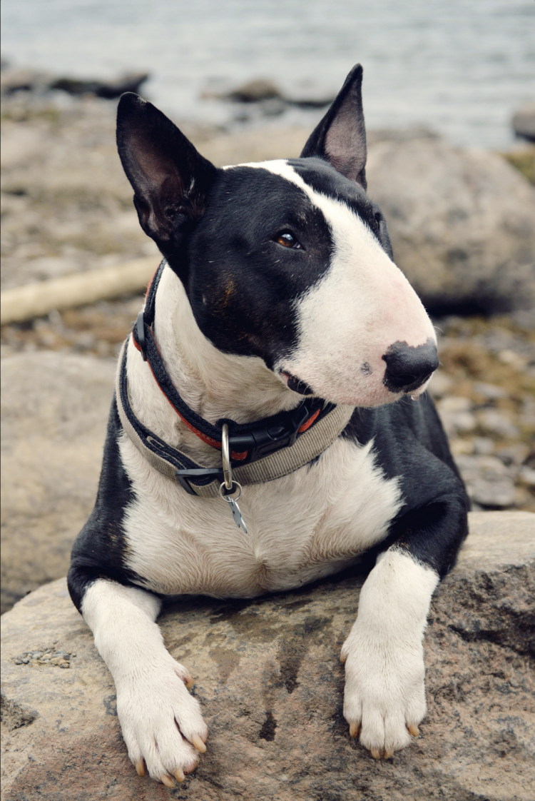 Бультерьер в Оксфорде