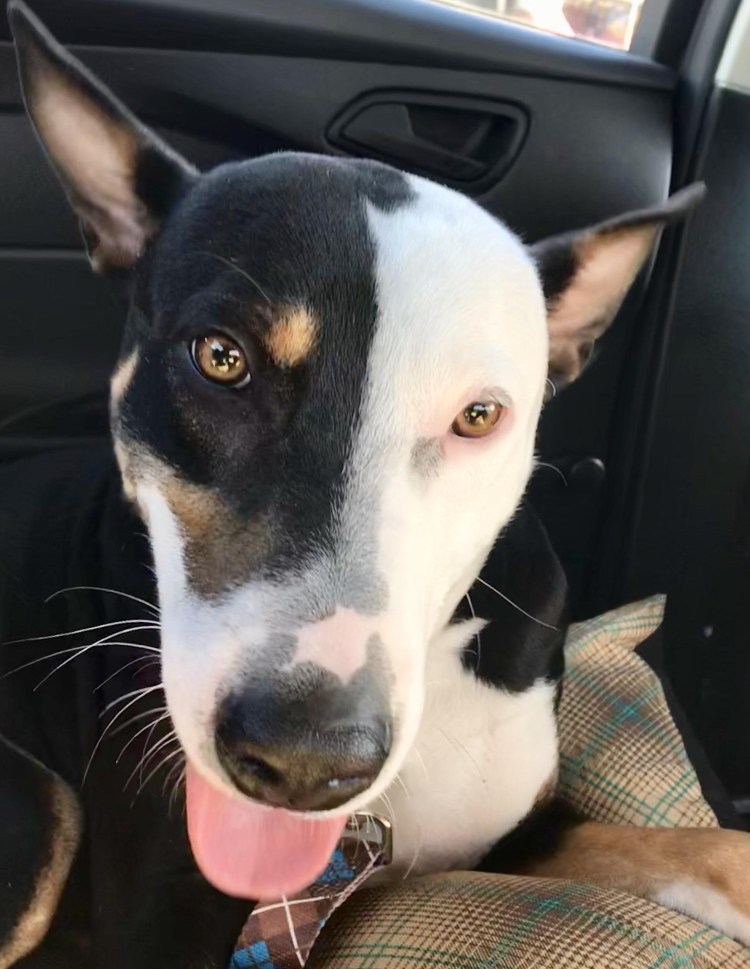 Бультерьер 100 лет назад морда