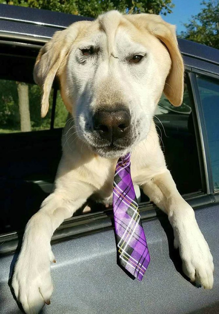 Смешные собаки