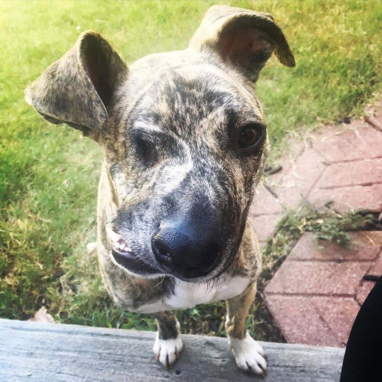 Самые смешные собаки