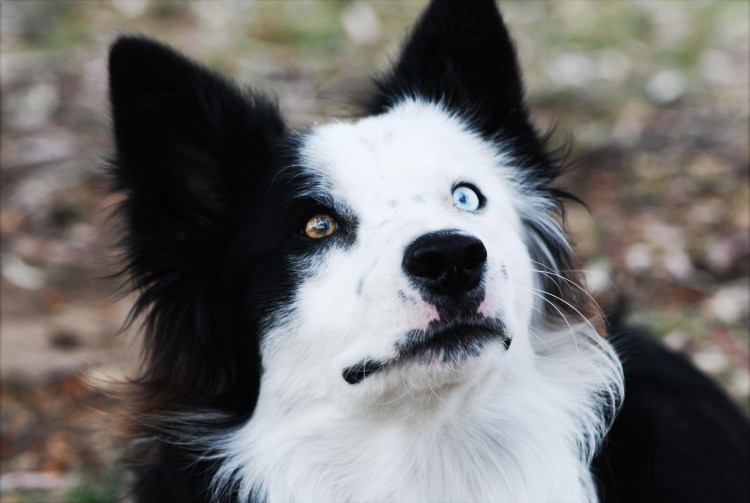 Собака с перекошенной мордой