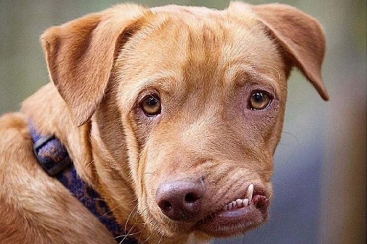 Бойцовская порода бультерьер