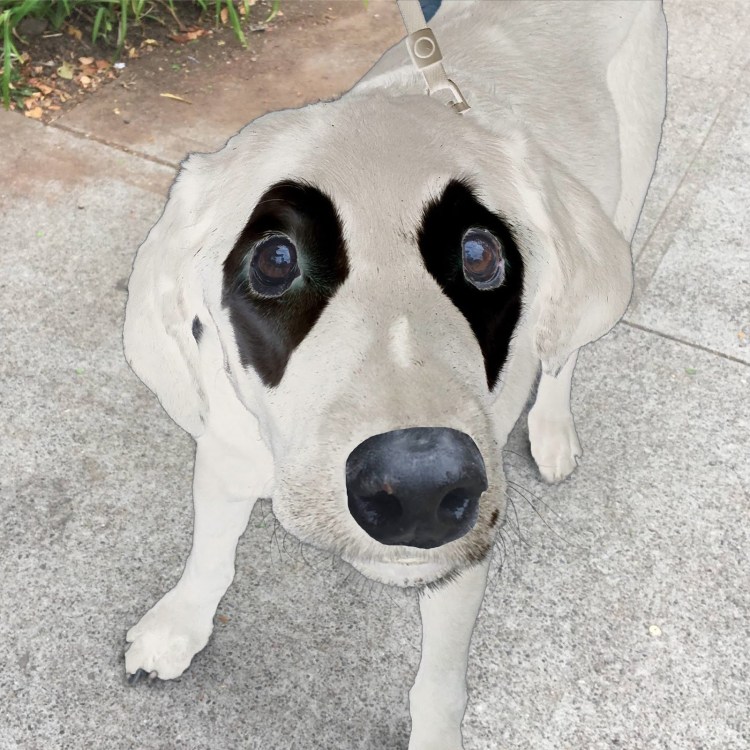 Витилиго у собак