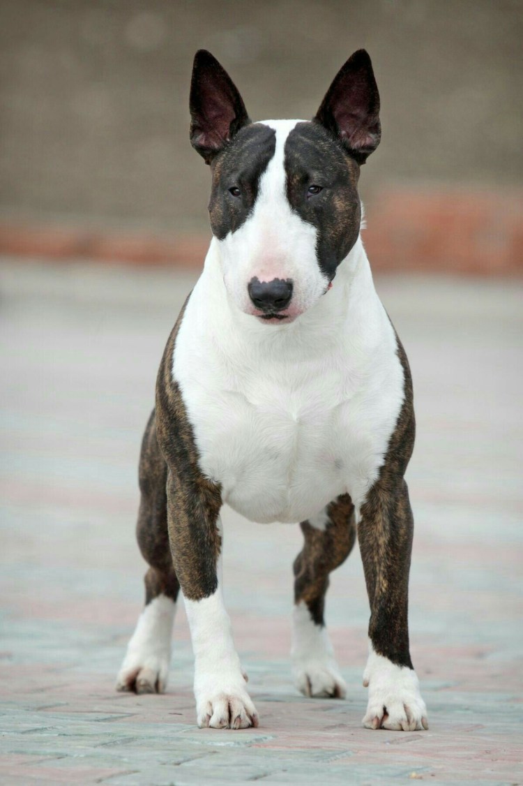 Бультерьер чистокровный