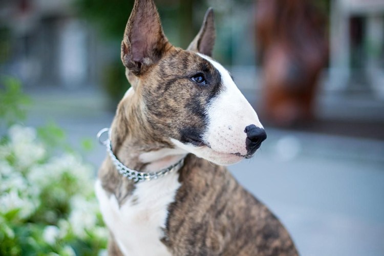 Борзая Эрис собака