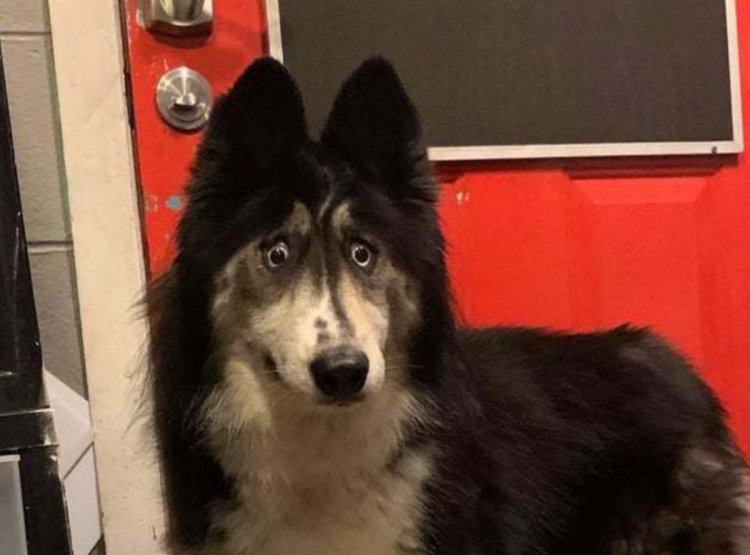 Бультерьер белый