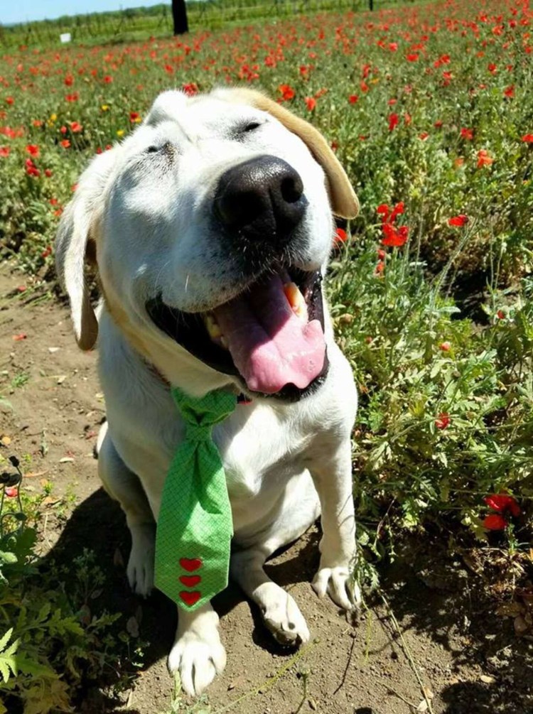 Витилиго у собак