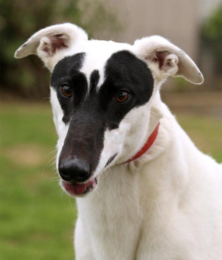 Борзая Эрис собака