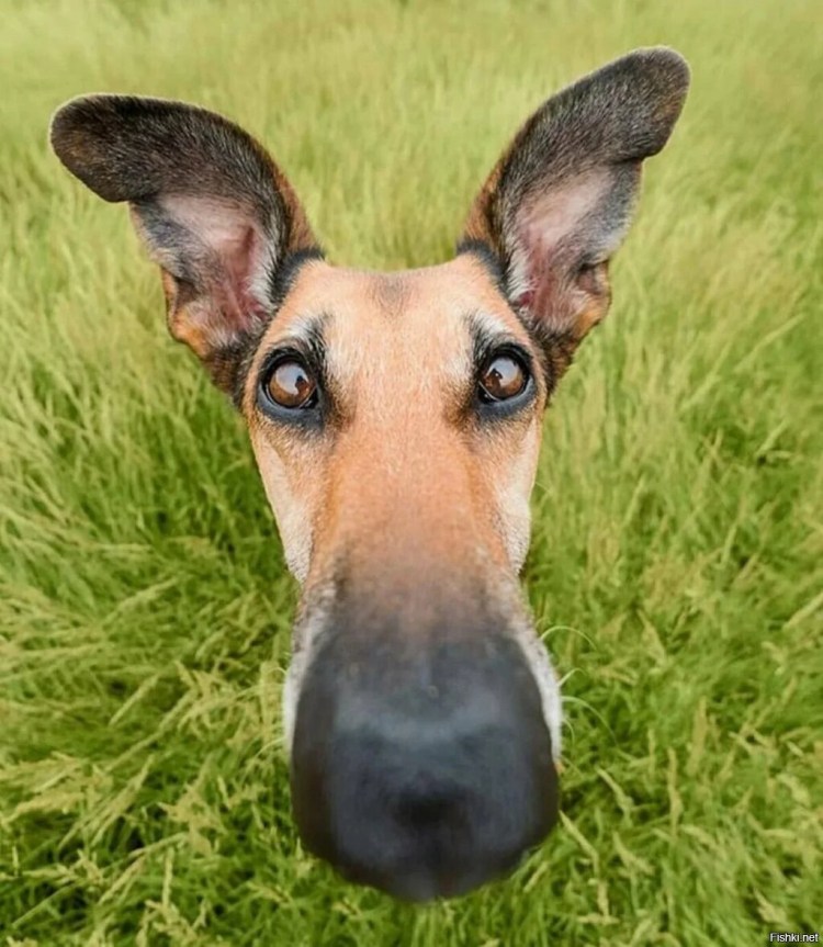 Счастливый лабрадор