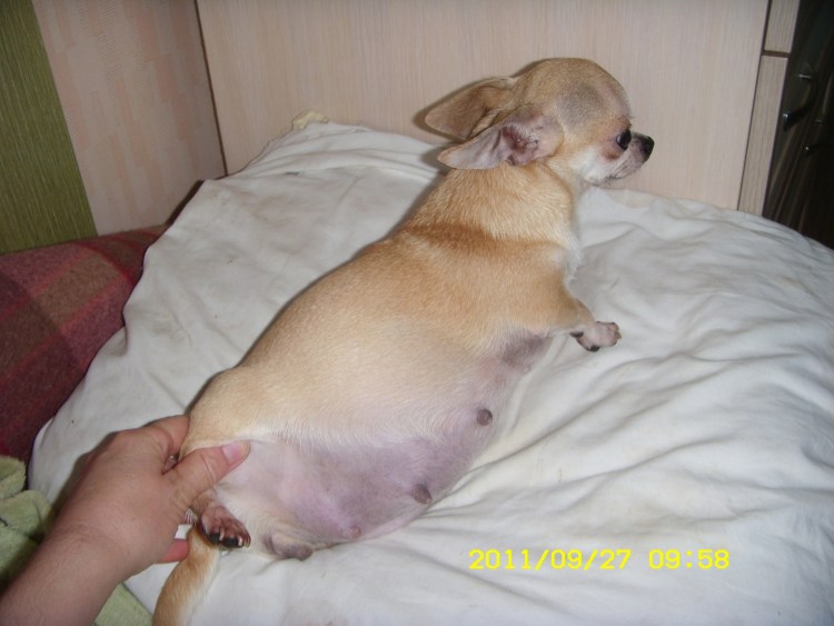 Сколько длится течка у собак