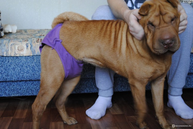 Течка у йоркширского терьера