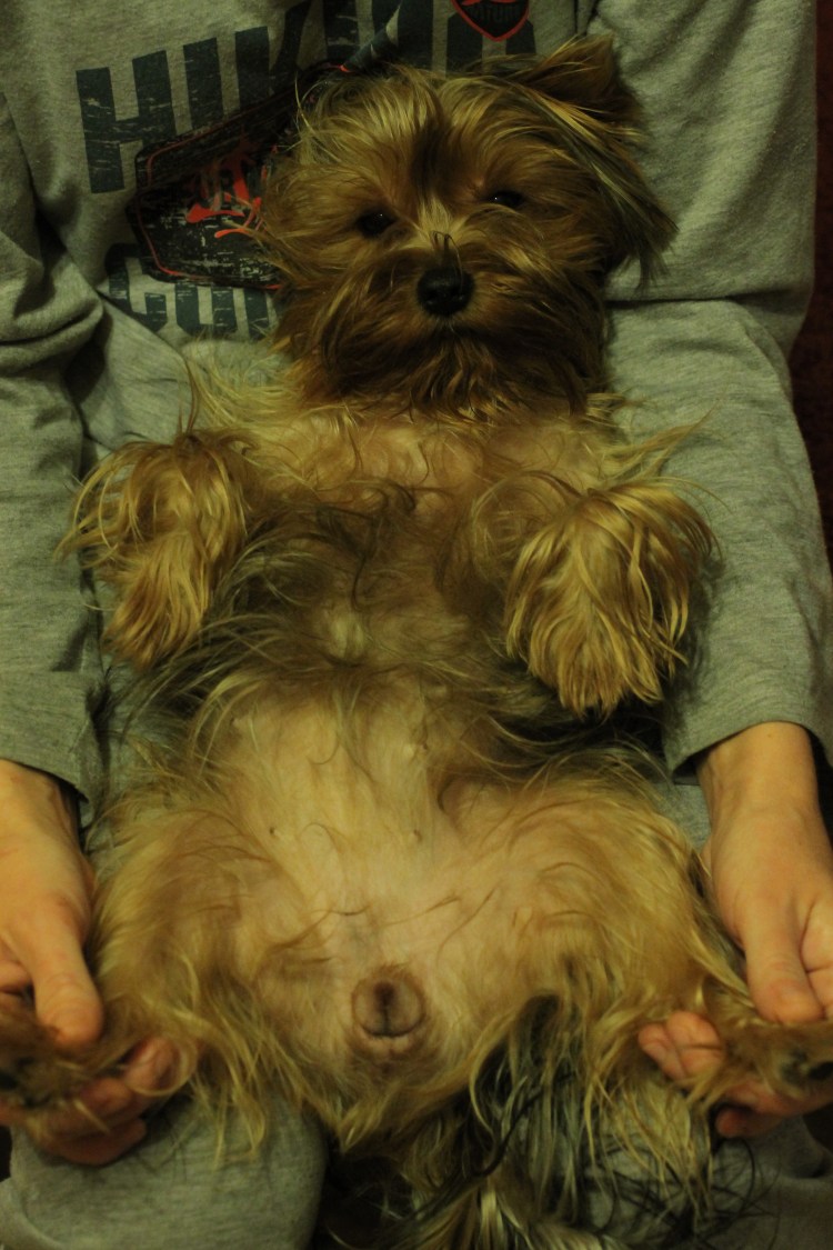 Строение кобеля собаки половая система