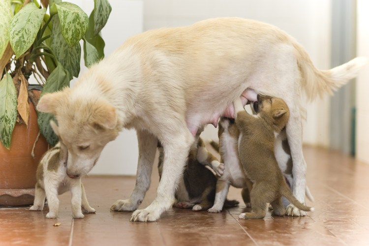 Беременные немецкие овчарки