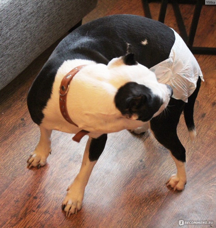 Новорожденные щенки ши тцу