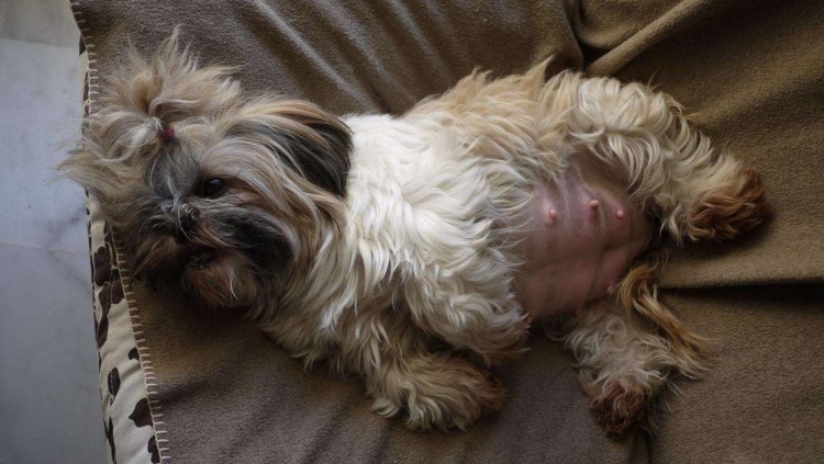 Беременная собака Бигль