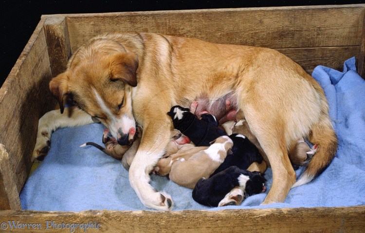 Грыжа у щенка Джек Рассел терьера