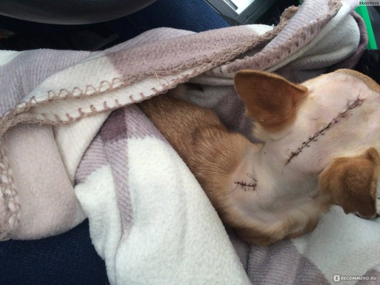 Половые циклы у животных разных видов