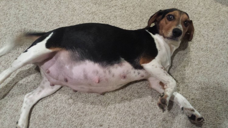 Чихуахуа гламурный