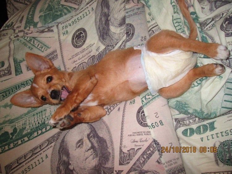 Ложная беременность у собак