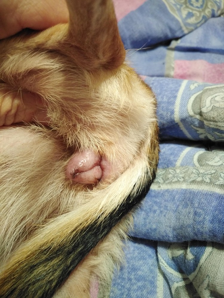 Буллезный пемфигоид у собак