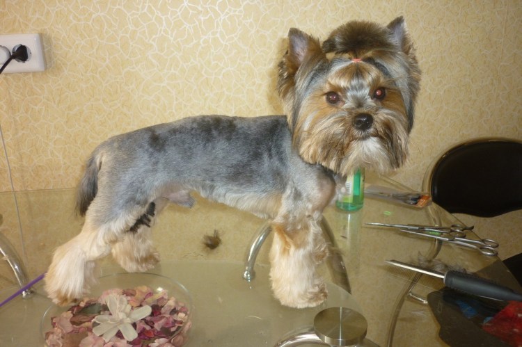 Беременная собака Бигль