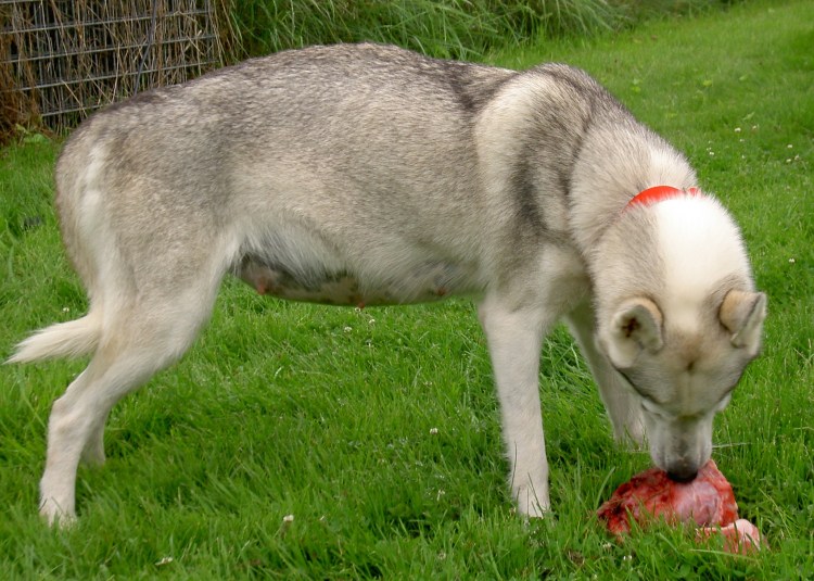 Течка у собак мелких пород