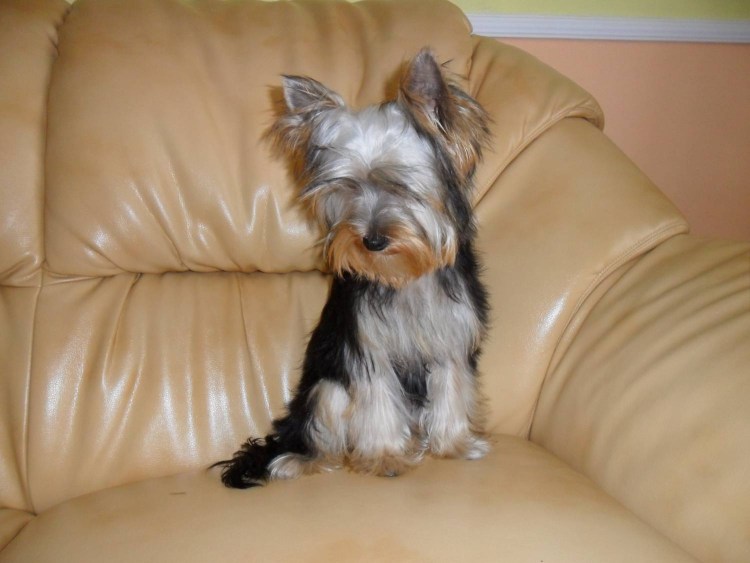 Перецвет у йорков