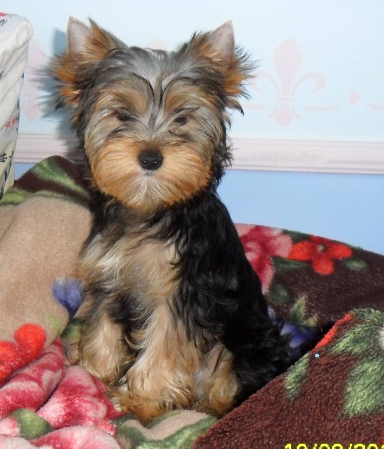 Йоркширский терьер крупный стандарт