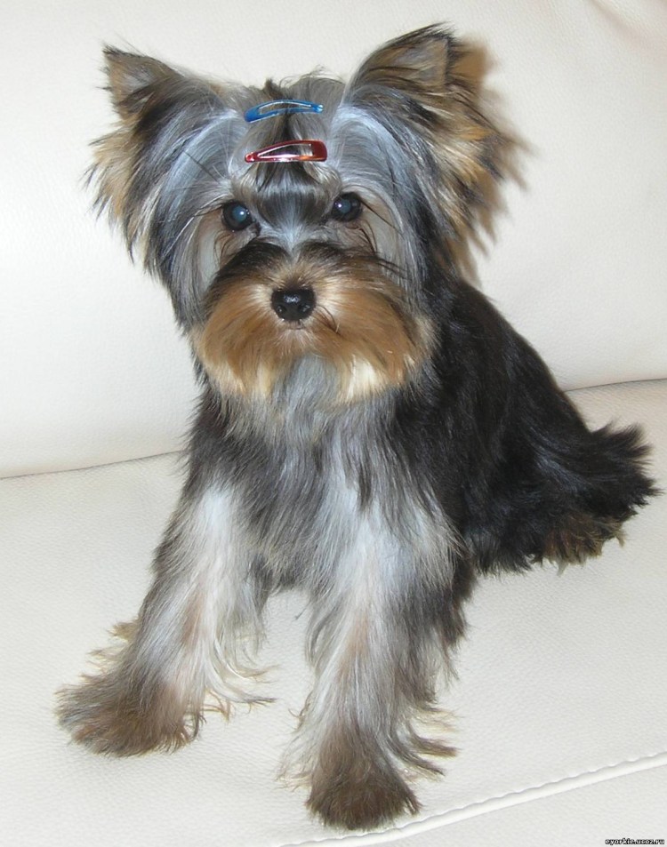 Терьер пепельный