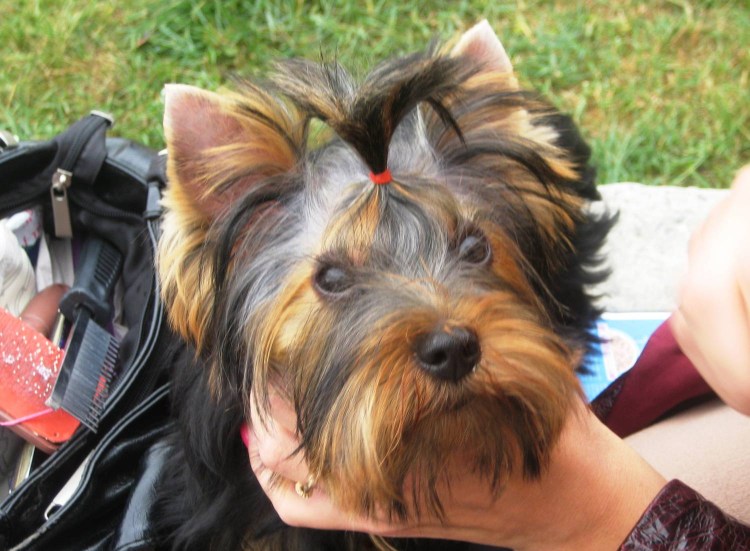 Йорк стандарт