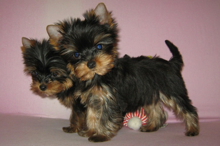 Порода собак лабрадор