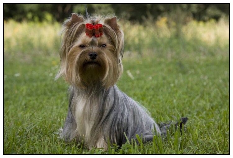 Мраморный Йоркширский терьер